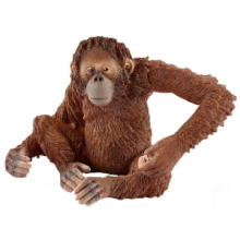 Orangotango Femmina